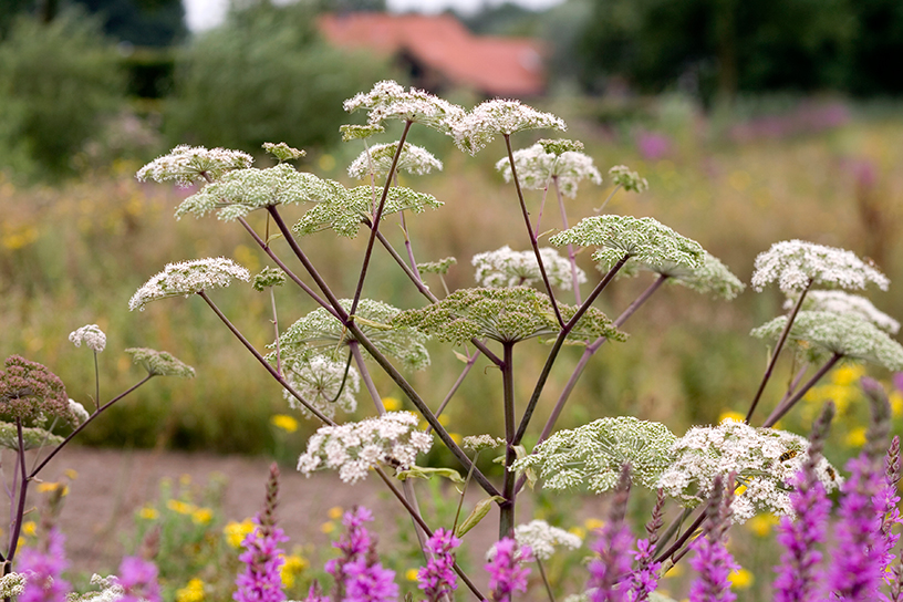 Wilde bloemen in een bloemenweide
